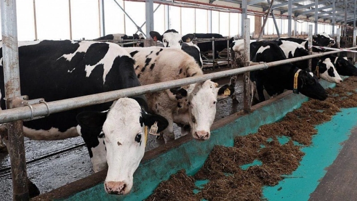 Кировская область поставила в Новосибирскую область 12 тонн кормовых добавок