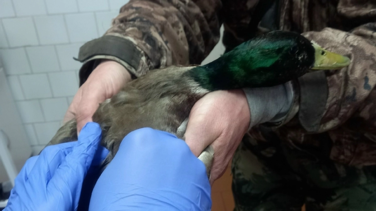 В Кирово-Чепецке ветеринары начали колоть подсадных уток