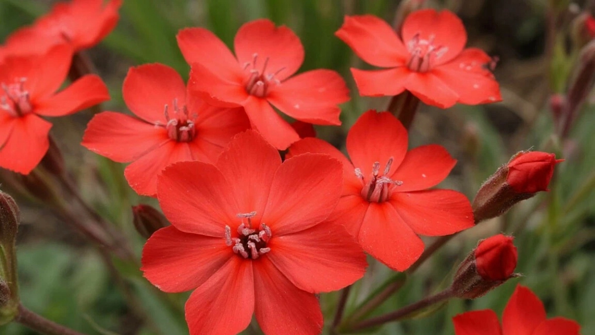 Один посев — на годы вперёд: неприхотливый цветок делает сад сказочным без усилий