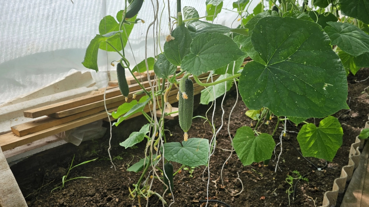 Каждую весну сыплю белый порошок в огород: сначала соседи смеются, потом удивляются моему урожаю Х2