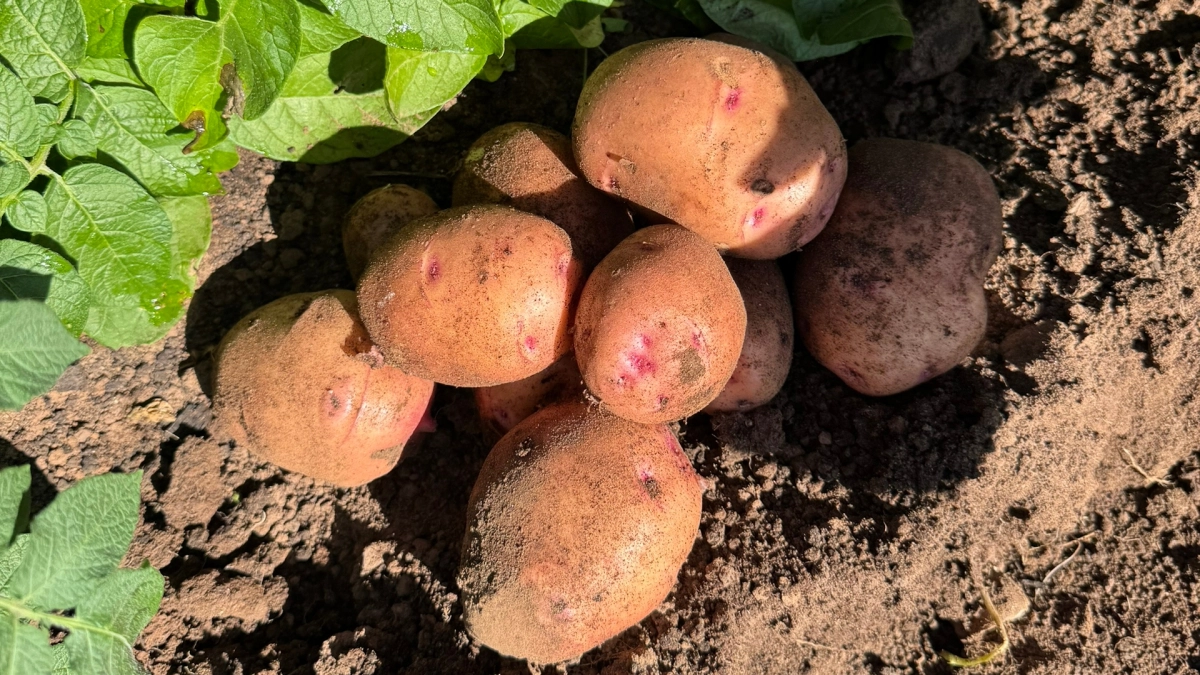 Сажаю картошку по-деревенски: добавляю 30–40 граммов этой смеси в лунку — и урожай растёт в 3 раза быстрее