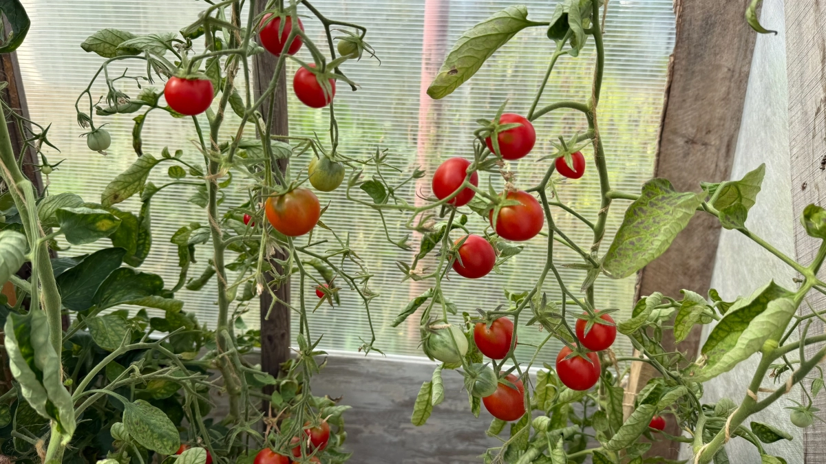 Выращиваю помидоры «вверх ногами» и собираю по 20 кг с куста: соседи сначала не верили, теперь повторяют