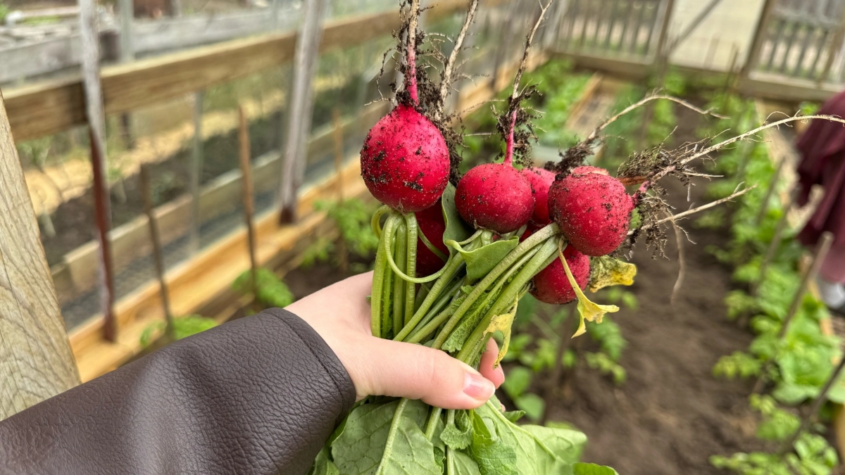 В апреле сею редис каждые 10 дней: свежий урожай уже к маю без перерывов