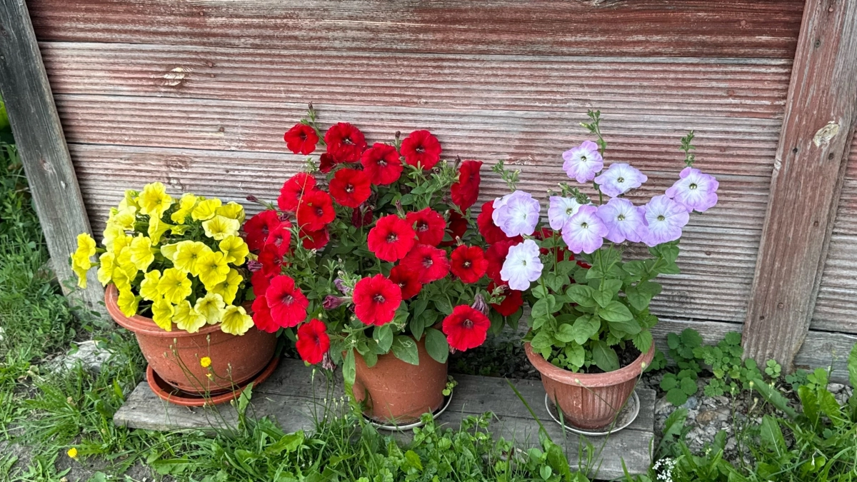 «Надругательство» над петунией: как простая стрижка превращает редкий куст в пышное облако