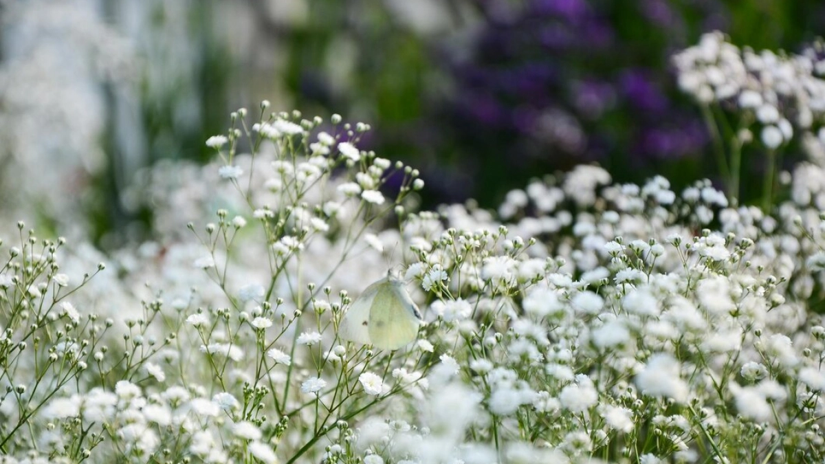 Воздушное облако в саду: этот многолетник цветёт всё лето без перерыва и выглядит как сладкая вата