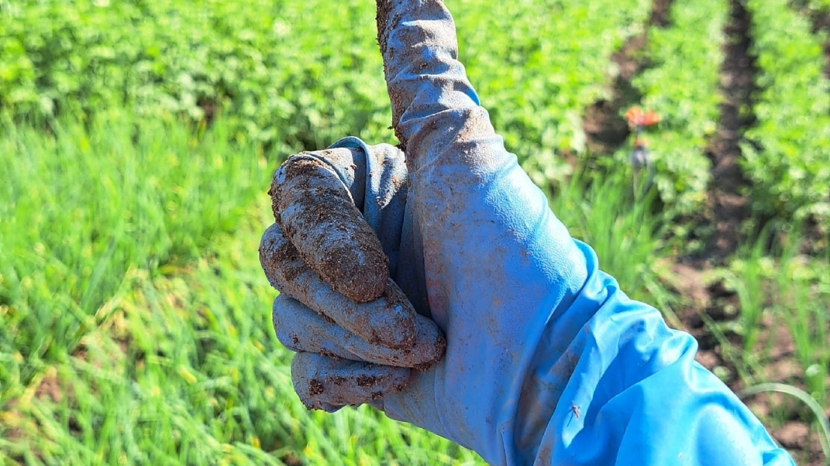  С апреля по июль делаю это с грядками — урожай заваливает, а соседи недоумевают: в чём секрет