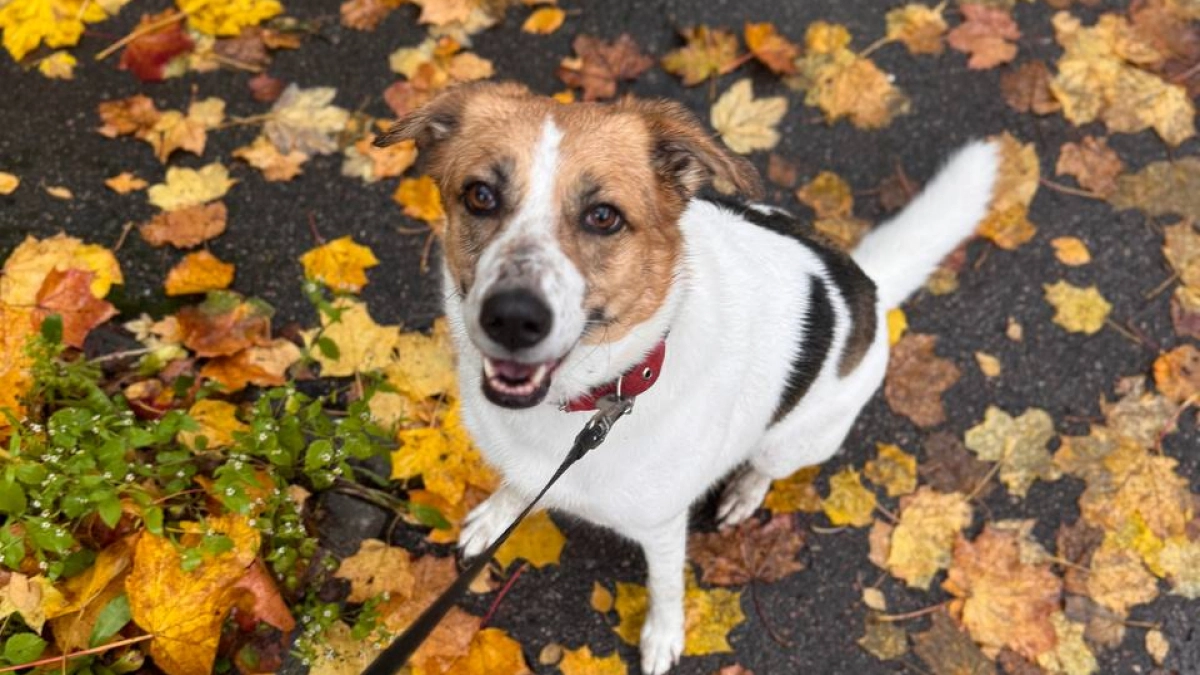 Ученые назвали животное, которое умнее собак: вот кто в разы умнее наших любимых питомцев
