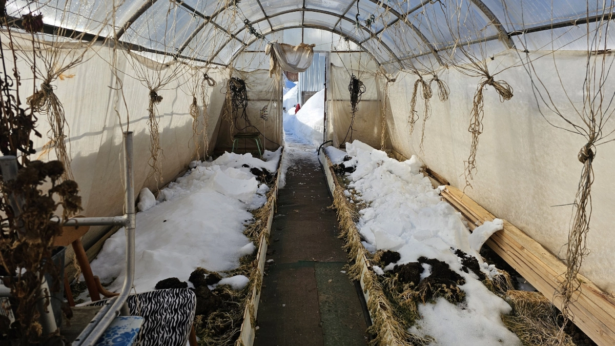 Чем обработать почву весной в теплице: 4 способа, которые реально защищают урожай