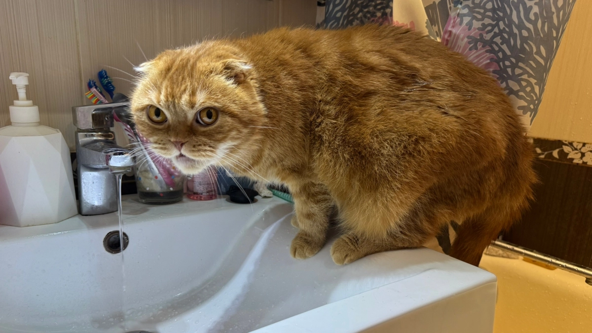 Можно ли тыкать кошку носом, если она ходит мимо лотка: главная ошибка, из-за которой всё становится хуже