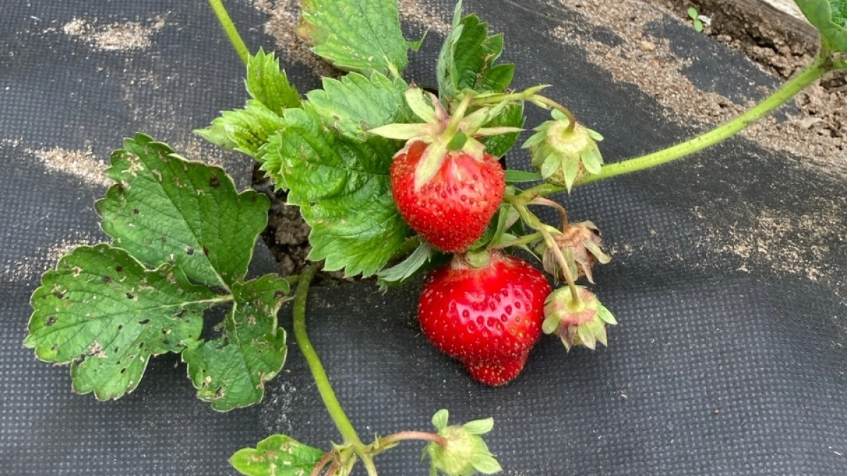 Поливаю клубнику в апреле этим раствором: ягоды вырастают крупнее и слаще без лишних усилий - ленивый способ