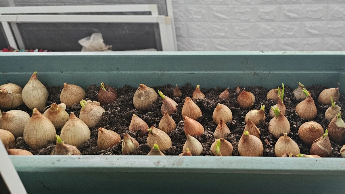 Всегда обрабатываю лук-севок перед посадкой: 5 способов, после которых он не гниёт и растёт крепким