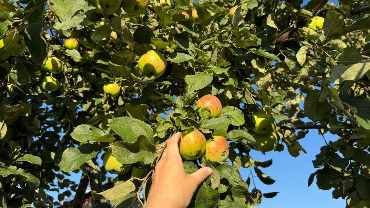 Почки уже пошли: чем обработать деревья в апреле, чтобы не потерять урожай - лайфхак от хитрых огородников