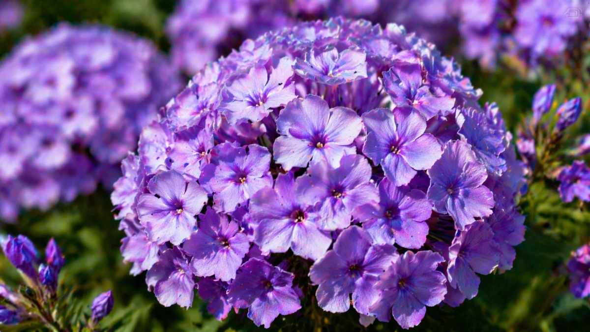 Посейте в мае — и к августу получите пышные сиреневые шапки, которые не боятся ни жары, ни дождей