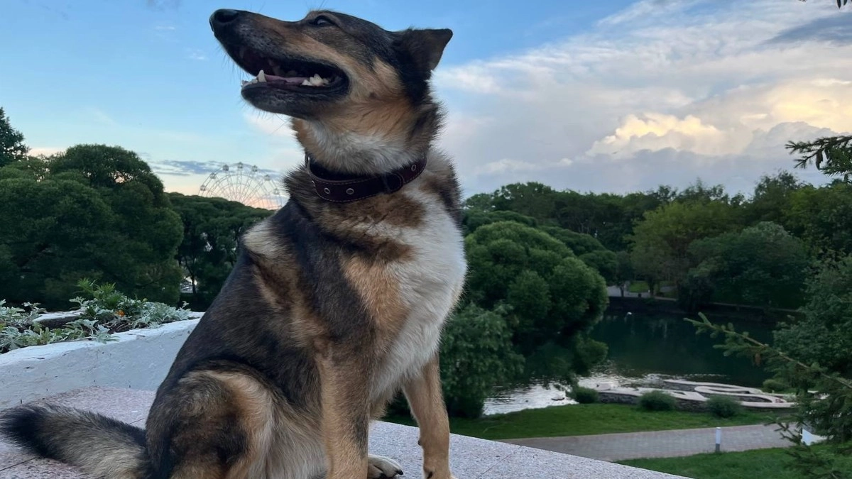 Как разнять дерущихся собак и не оказаться в травмпункте: пошаговый разбор от специалиста с объяснением каждого действия