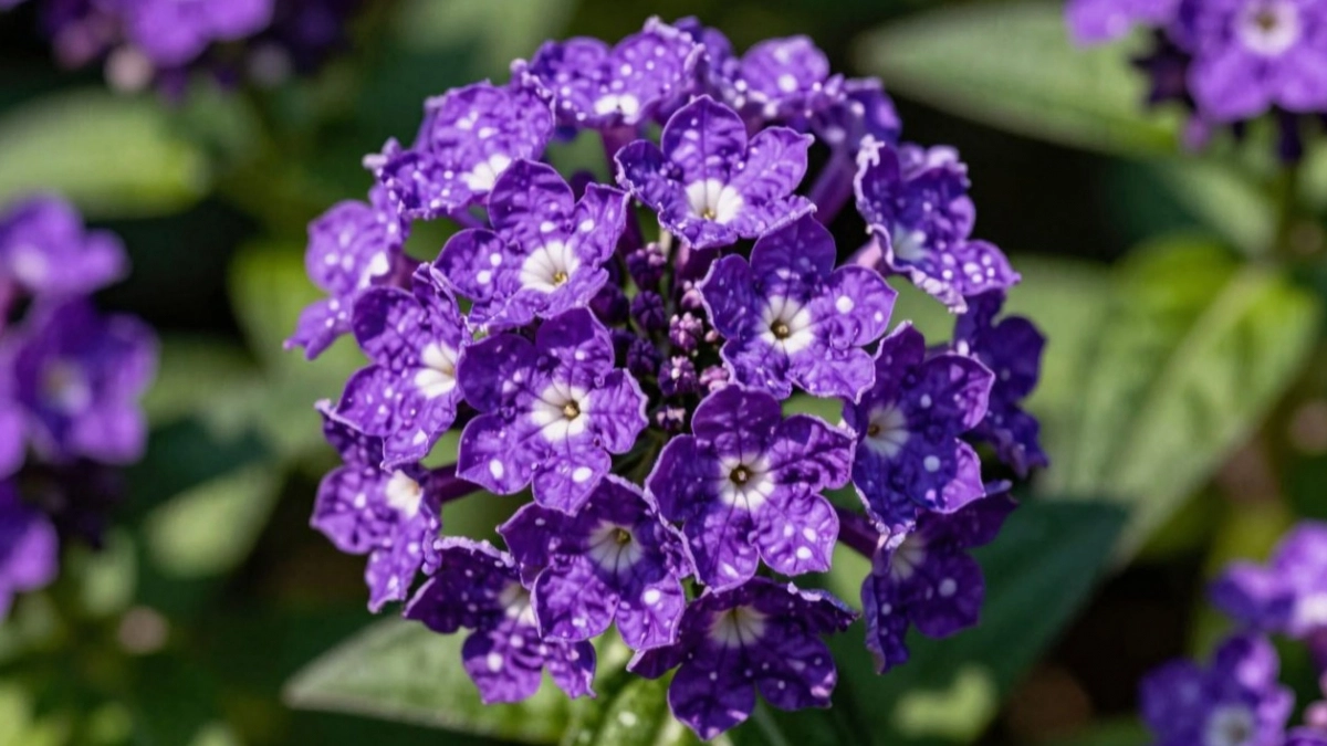 Аромат ванили на 2 км: шикарный цветок для сада - за ним охотятся мудрые садоводы