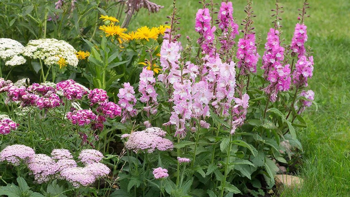 Посадил и забыл: 5 великолепных цветов для глинистой почвы, которые радуют до морозов