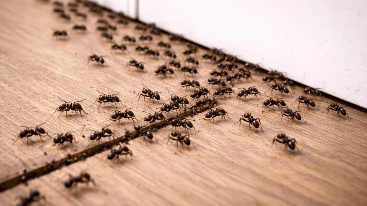 Чёрные муравьи в квартире: почему уничтожение видимых особей не работает – и как добраться до гнезда