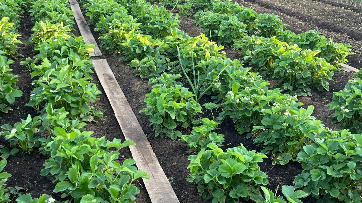 Всё дело в весенней обработке: 3 шага, после которых клубника даёт по 1,5 кг с куста