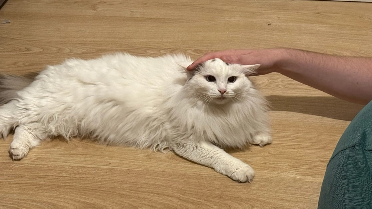 Почему кошки появляются в нашей жизни именно тогда, когда это нужно – и чему они нас учат