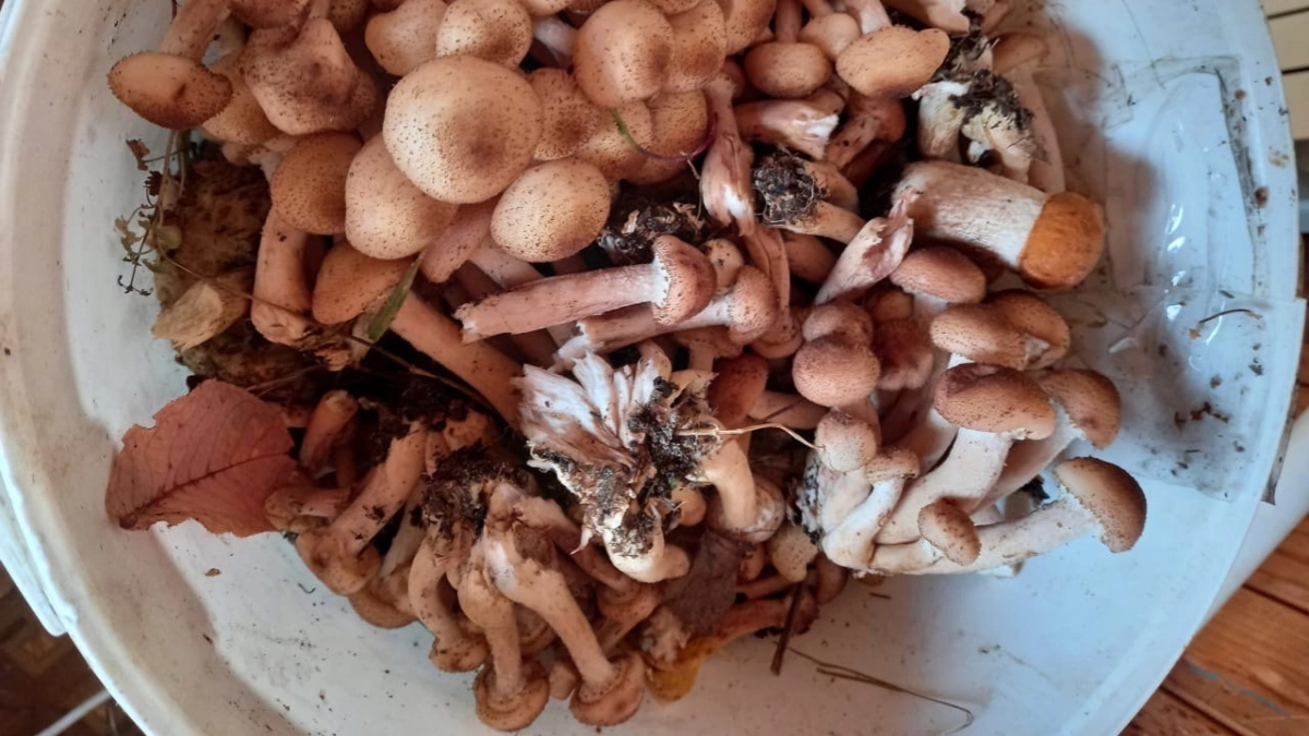 Можно ли есть червивые грибы? Грибник с 40-летним стажем объяснил, когда варка спасет, а когда нет