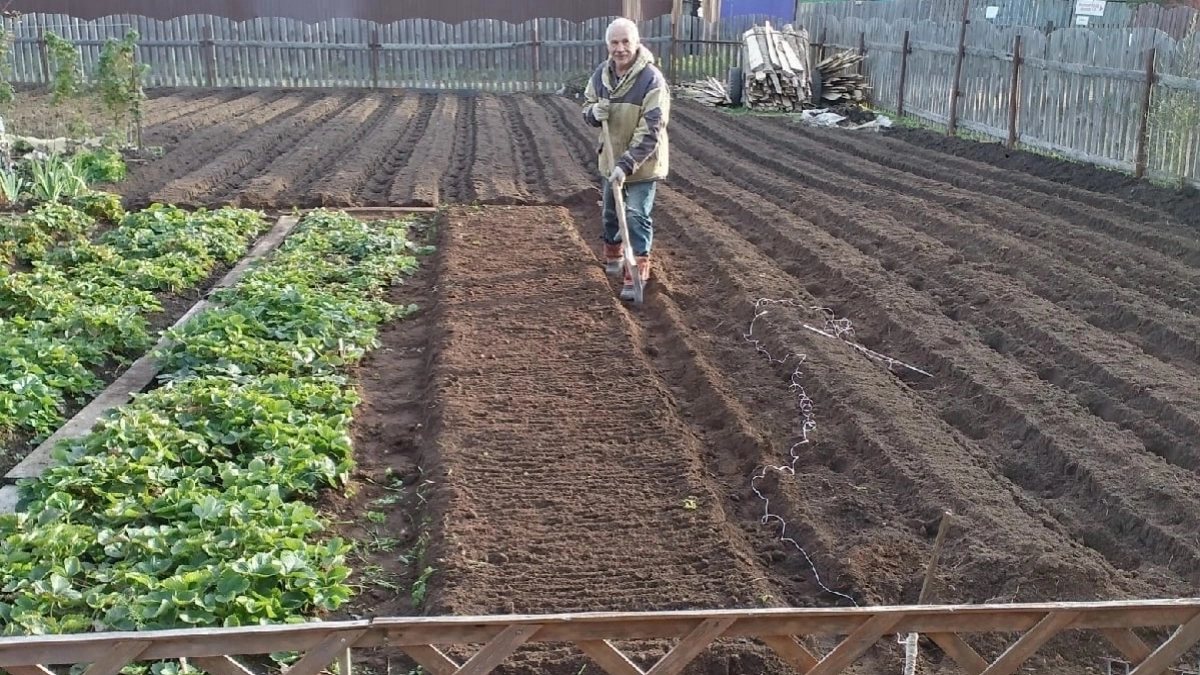 Колорадский жук с картошки исчез после трёх обработок: мой секрет — раствор за 50 рублей