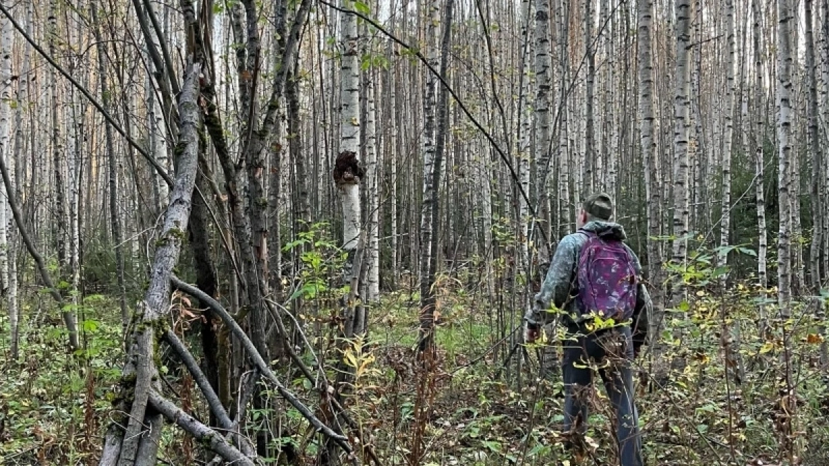 В Кировской области задекларировали 40 тысяч тонн ячменя с нарушениями