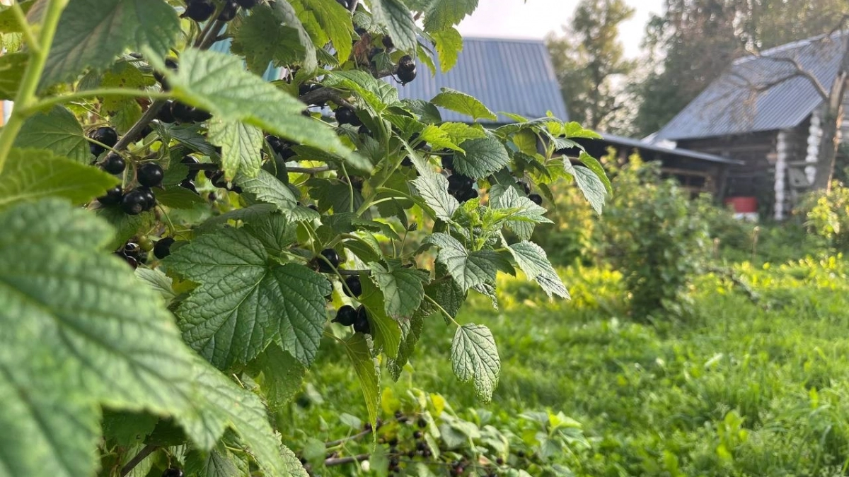 Не пропустите апрель: 12 главных удобрений для смородины, которые закладывают шикарный урожай на всё лето