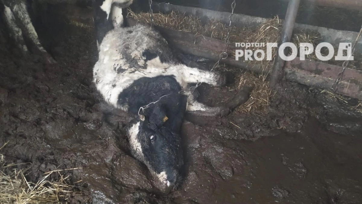 Кировчанка избавилась от трупа сбитой поездом коровы с нарушением закона