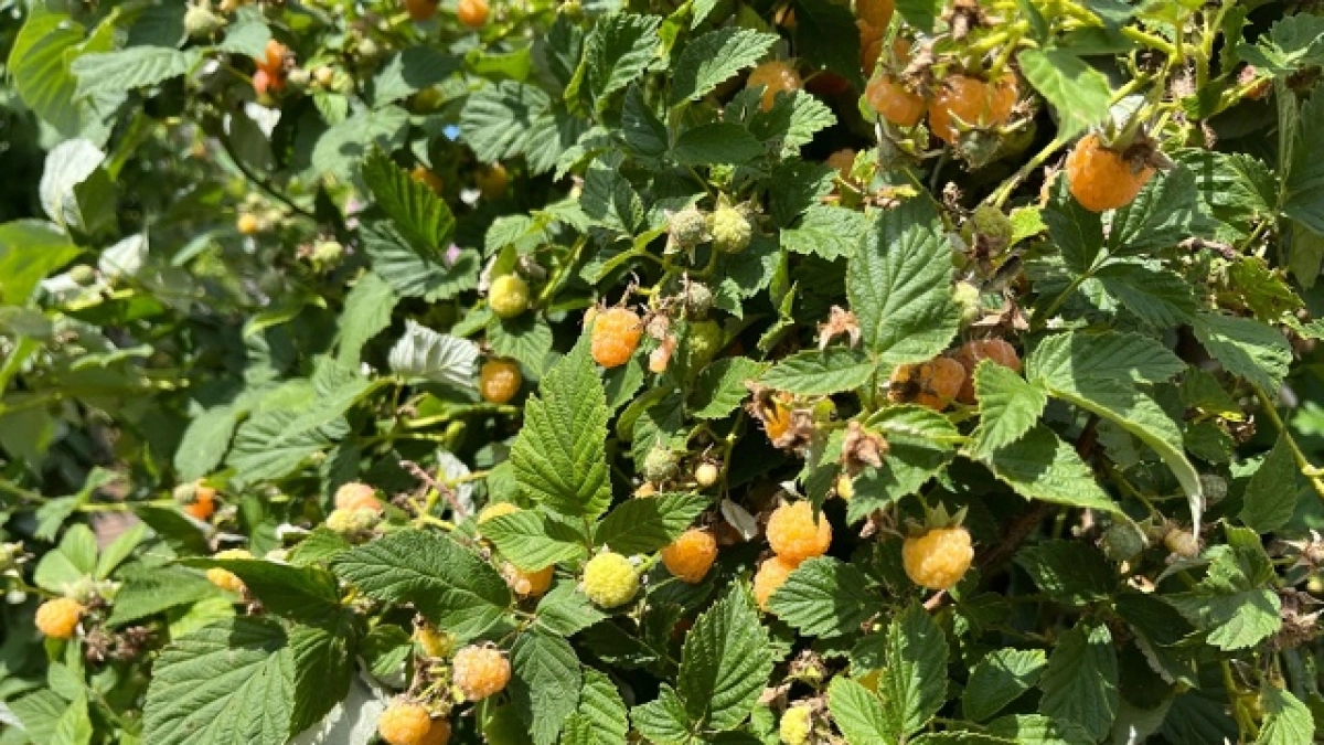 Малина будет вся в ягоде, подкормите этим в апреле. Мощное питание от профессионального малиновода — 1 ст. ложка под куст