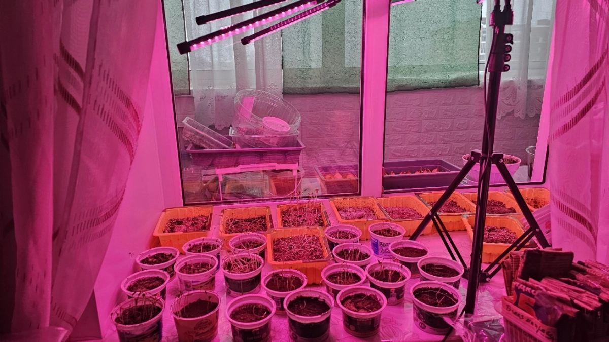 Фитолампы - прошлый век: вот что используют ушлые дачники для рассады - эффективно и бюджетно 
