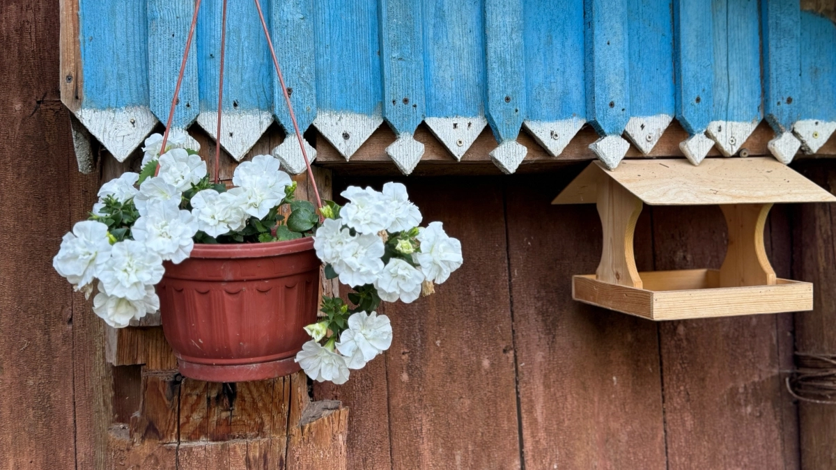 Чтобы петуния стала пышным шаром использую простое правило «трёх листиков»: о нем молчат хитрые садоводы