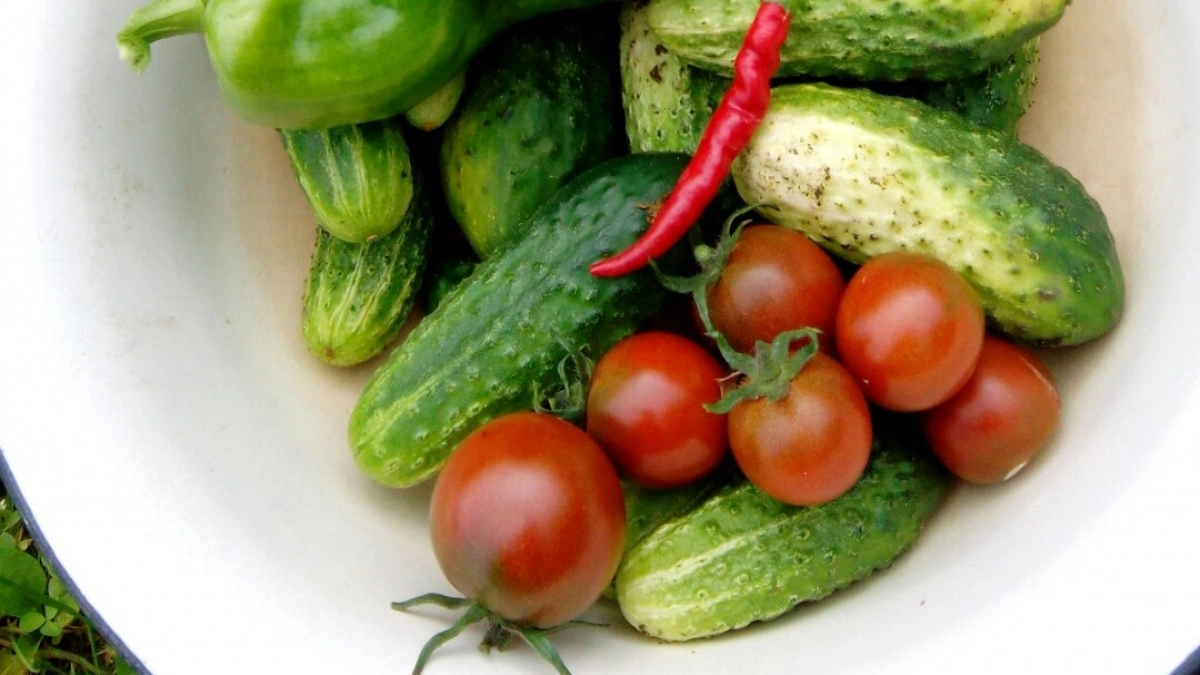 Когда сажать огурцы в 2026 году: точные сроки по регионам и 3 сигнала, что уже пора - не ошибетесь