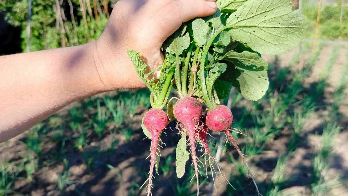 Я сыпала золу в грядку годами, а толку было ноль. Оказывается, я забывала про вторую добавку, без которой редис никогда не будет сладким