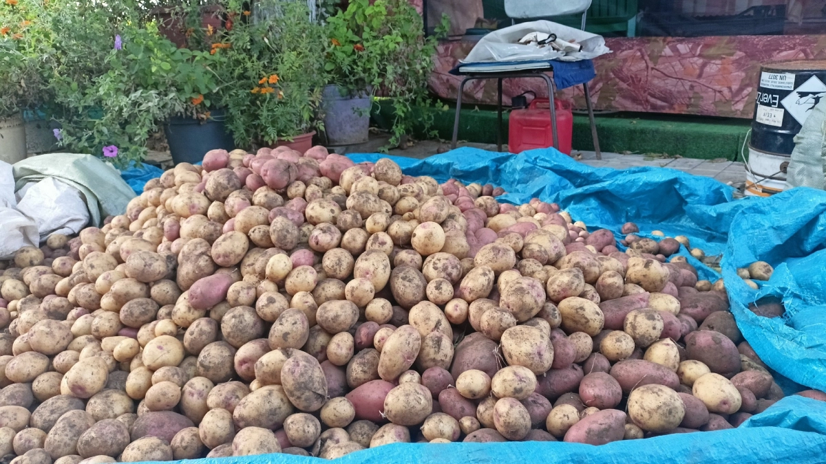 Фермер не смог больше молчать и сказал правду, почему картошка подорожала в 5 раз - и дело не в погоде