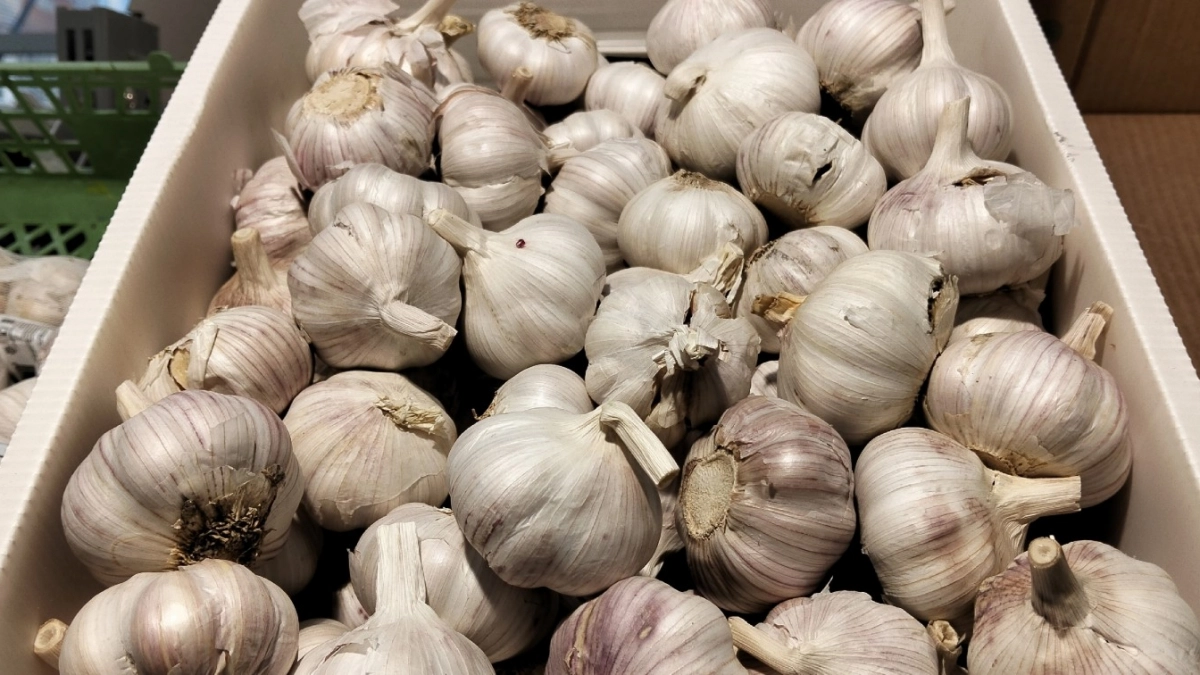 1 подкормка для чеснока - и головки вырастут с кулак: урожай такой, что все соседки завидуют 