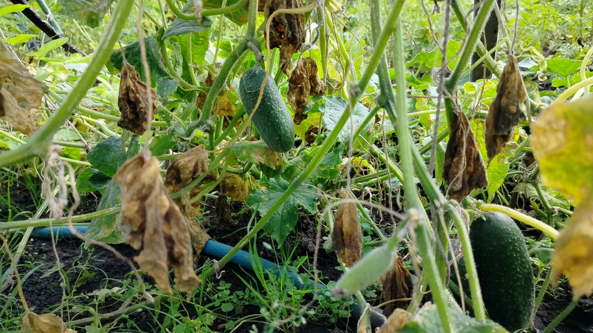 Секрет мощного урожая огурцов скрыт в земле: что добавить в грядку перед посадкой, чтобы растения пошли в рост