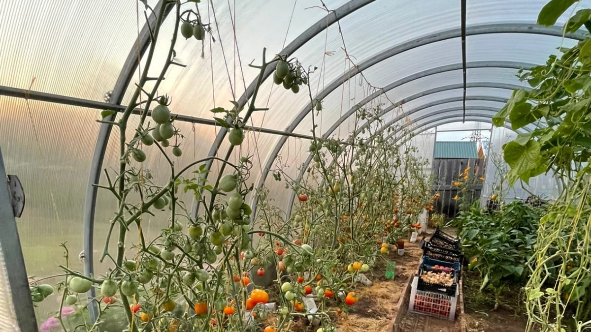 Теплица тёплая, а земля ледяная: как я быстро прогреваю почву и высаживаю рассаду раньше всех