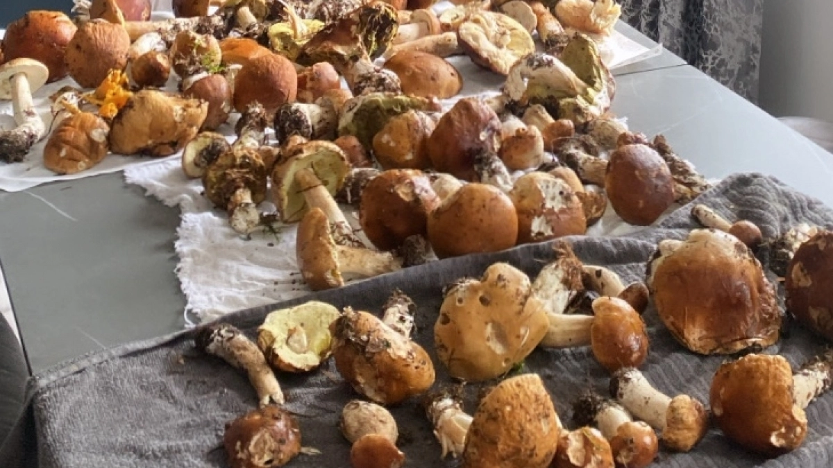 Пока все ищут сморчки все ищут, я нашел "золото": 4 весенние находки, которые удивляют даже опытных грибников