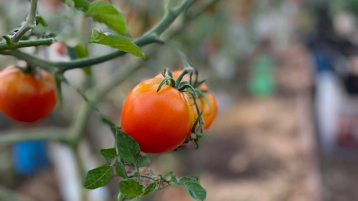 Раньше сажала томаты в теплице «на глаз» — получала джунгли: теперь использую 3 схемы и собираю больше урожая Х2