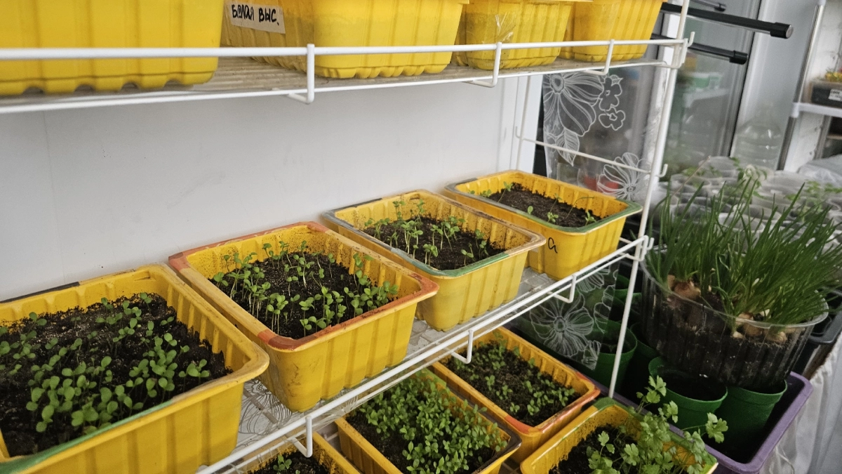 Кладу 1 таблетку в лунку — и вся рассада приживается без потерь даже после пересадки: не вянет и быстро идёт в рост