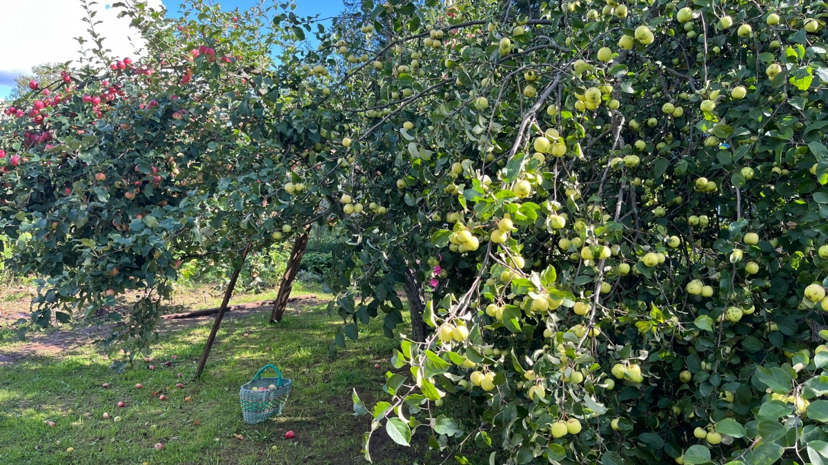 Загубила три яблони, пока не поняла это: вот 7 ошибок новичка в саду, которые я больше никогда не повторю