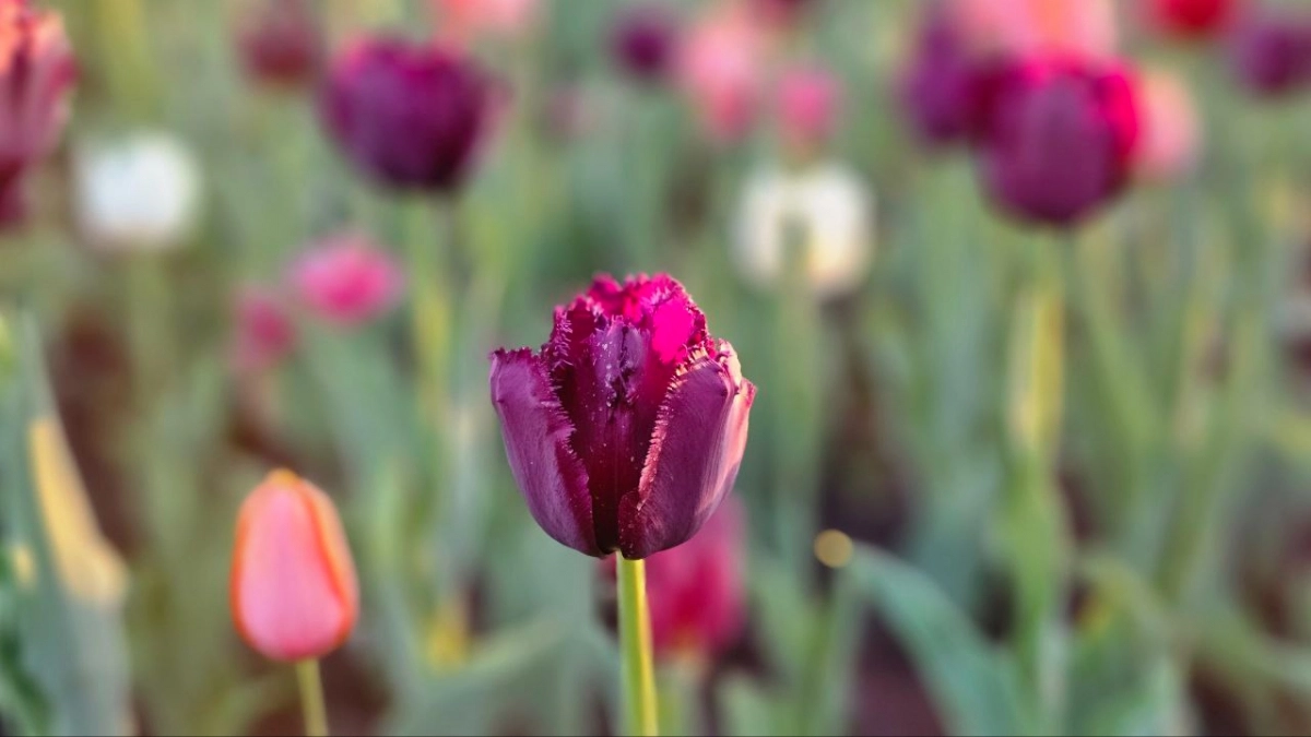 Хотите сад, который цветёт сам по себе? Посадите эти 10 растений — они переживут и тень, и жару, и забвение на десятилетия 