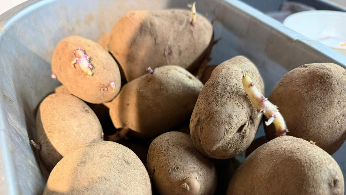 Посадила картофель из супермаркета — вот что выросло и о чём важно знать в 2026 году: делюсь личным опытом