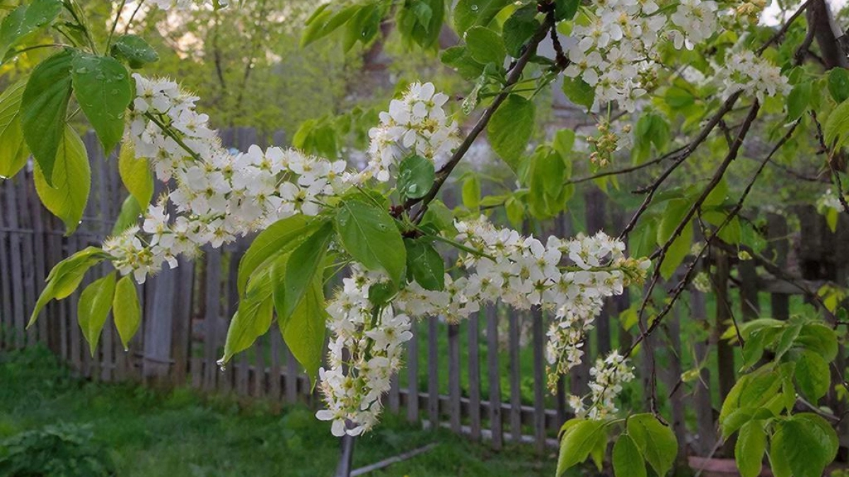 «Черемуховые холода» и аномальное тепло: май 2026 разрывает Россию — полный прогноз по регионам