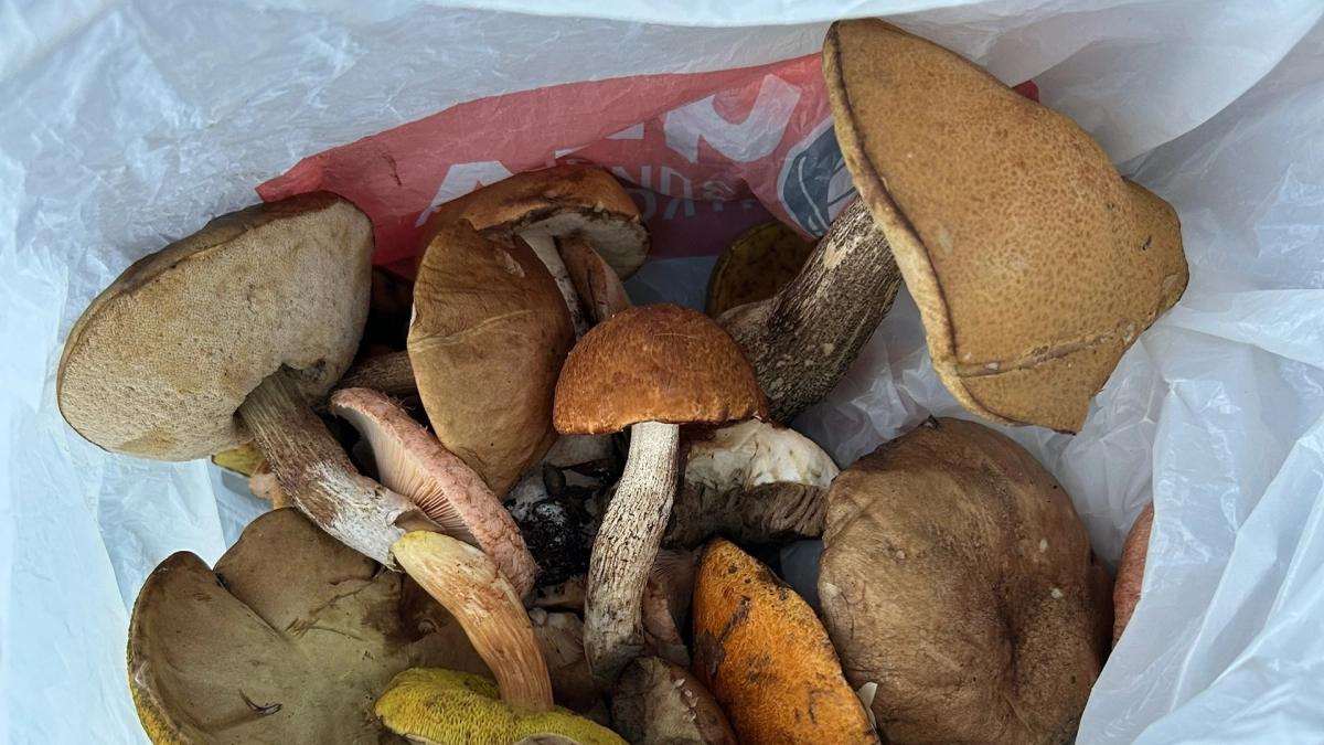 Грибы уже пошли: где искать сморчки и как не перепутать их с опасными двойниками