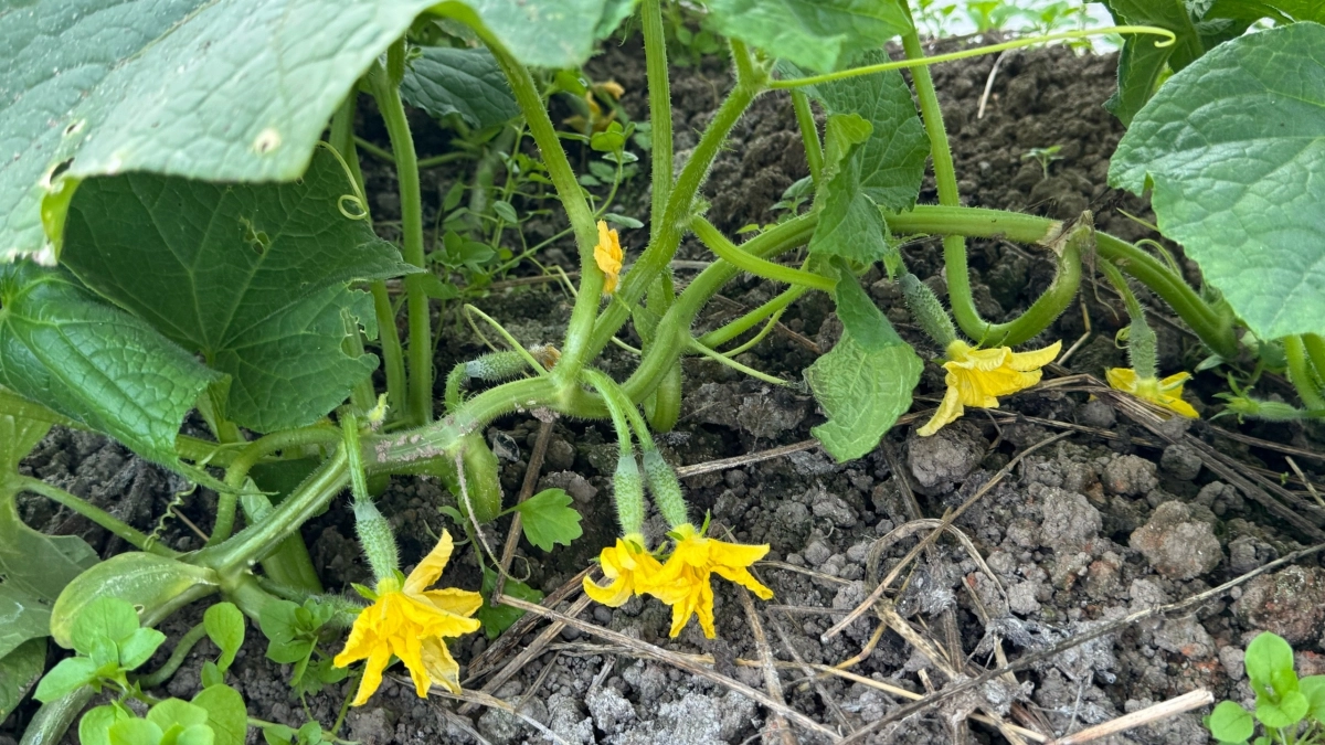 Грядки трещат по швам от урожая: натуральная подкормка ложкой — забудете про желтизну и пустоцвет