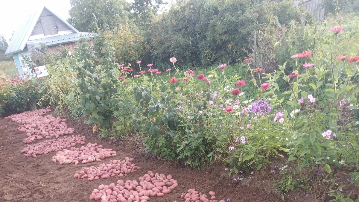 Сажаете картошку весной? Семенной картофель: 3 ошибки, которые «съедают» урожай - апрельский чек-лист