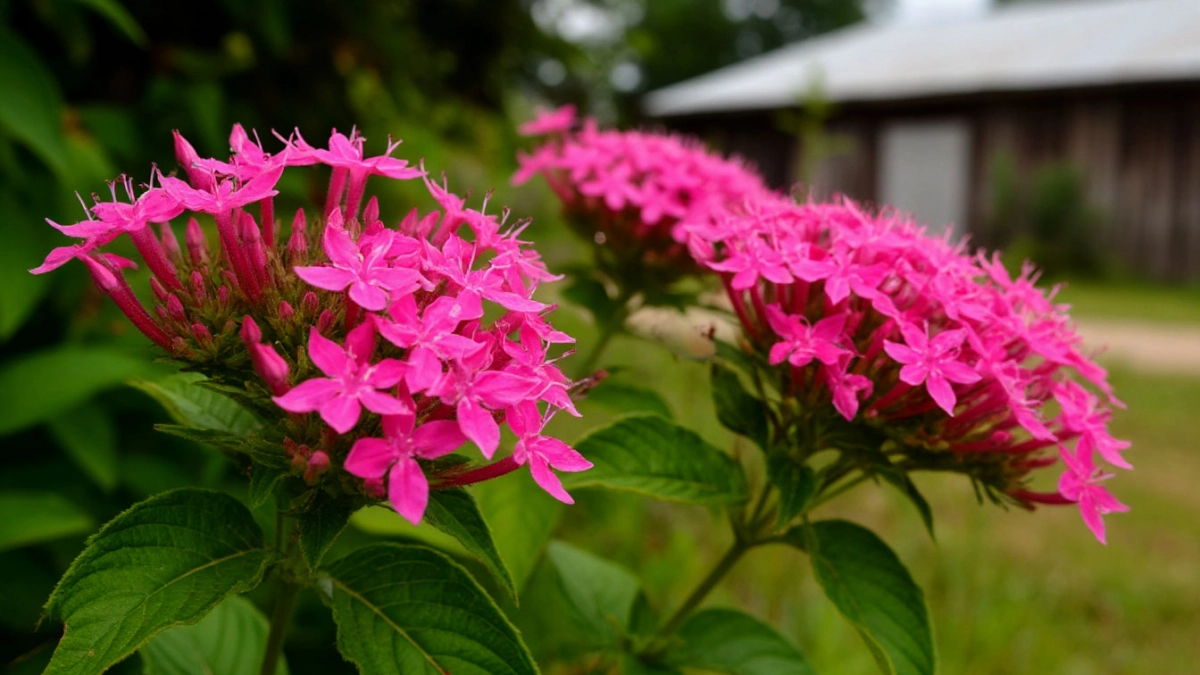 Завидуйте, соседи: он цветет все лето, не болеет и выглядит на миллион