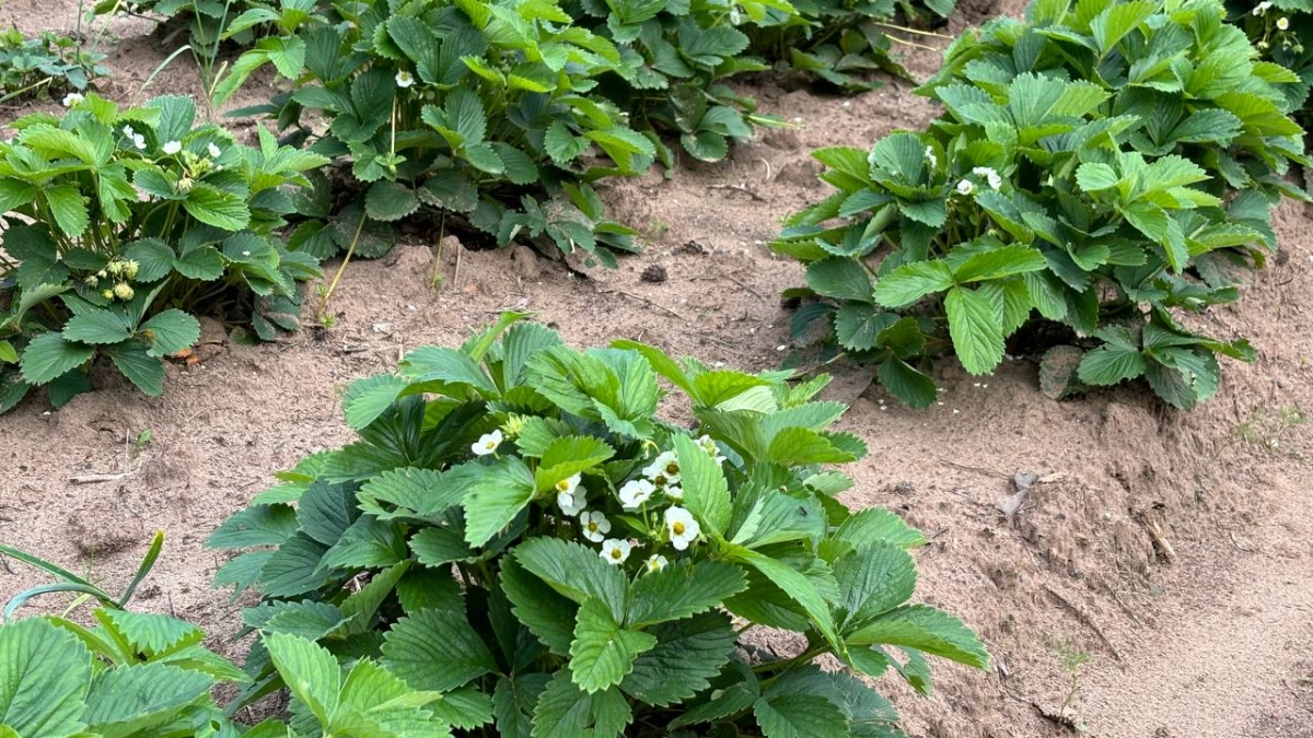 Клубника прет со страшной силой: одна весенняя процедура, о которой молчат 90% дачников