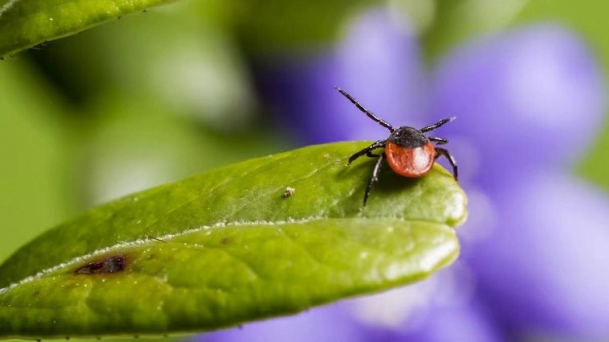 Какие растения привлекают клещей, а какие отпугивают? Папоротник и борщевик — в чёрном списке, а эти две культуры — в белом